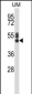 SYT7 Antibody (N-term)